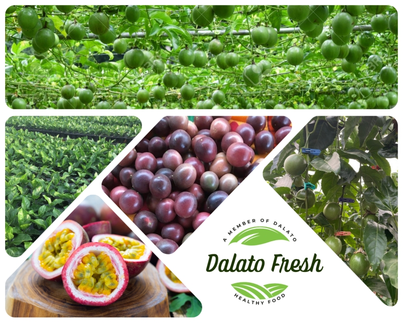 chanh leo tim   organic