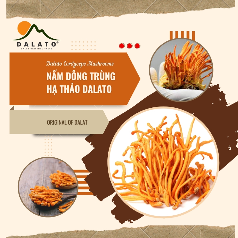 nam dong trung ha thao dalato